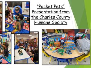 Pocket Pets- Humane Society